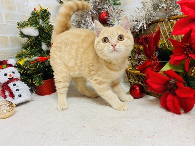 家族が決まりました。