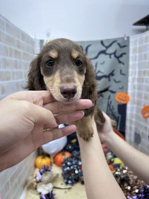 家族決りました!ミニチュアダックス