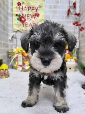 家族決まりました