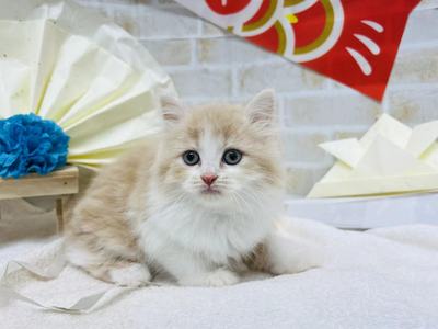 家族が決まりました