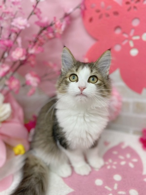 家族が決まりました