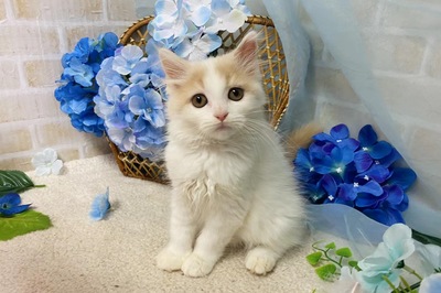 家族が決まりました