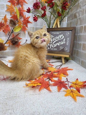 家族が決まりました