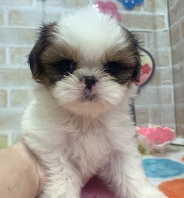 家族が決まりました