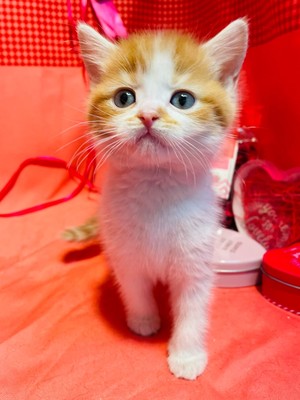 家族が決まりました