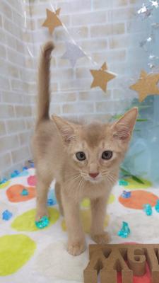 家族決まりました。アビシニアン