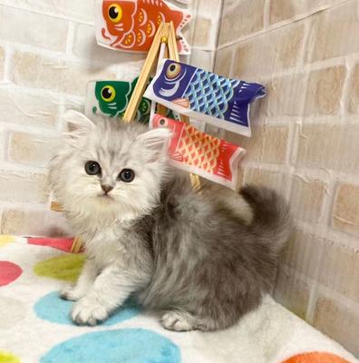 家族が決まりました