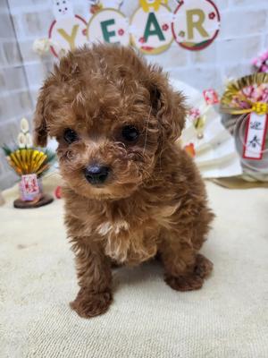 家族決まりました