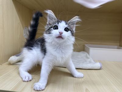 家族決まりました