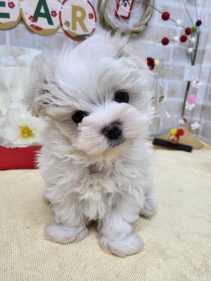 家族決まりました