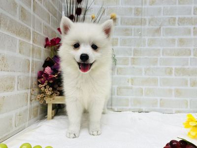 家族が決まりました