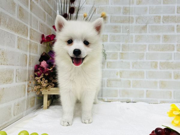 家族が決まりました