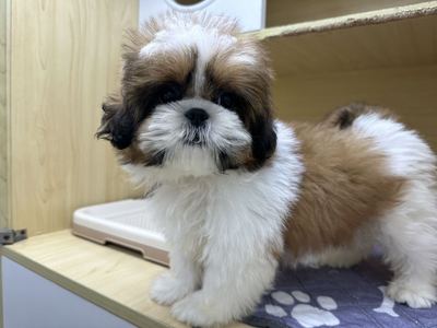 ご家族決まりました　シーズ