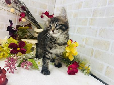 家族が決まりました