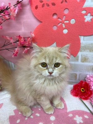 家族が決まりました