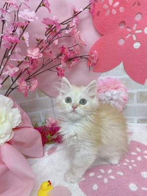 家族が決まりました