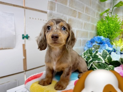 ミニチュアダックス ご家族決まりました。