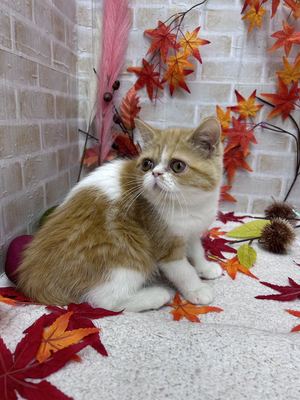 エキゾチックショートヘア