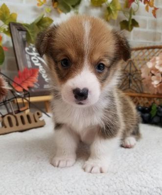 家族が決まりました！