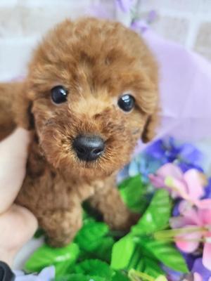 トイプードル　ご家族決まりました。