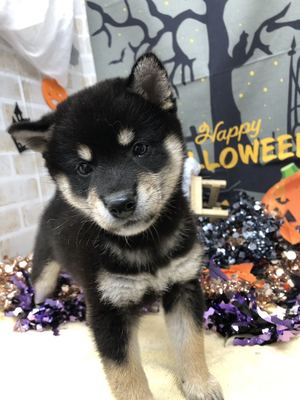 ご家族決まりました　柴犬