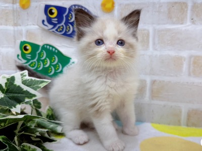 家族決まりました！ラグドール