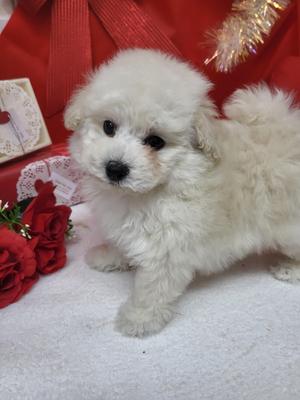 家族決まりました