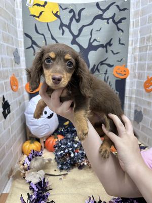 家族決りました!ミニチュアダックス