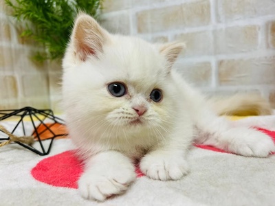 家族が決まりました