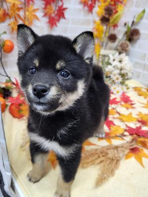 家族決まりました