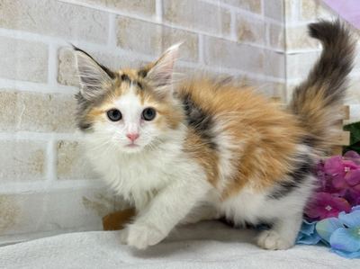 ご家族決まりました　メインクーン