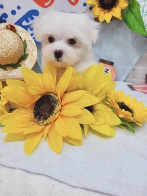 マルチーズ ご家族決まりました。