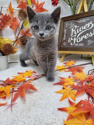 家族が決まりました