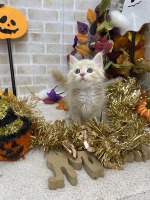 家族が決まりました