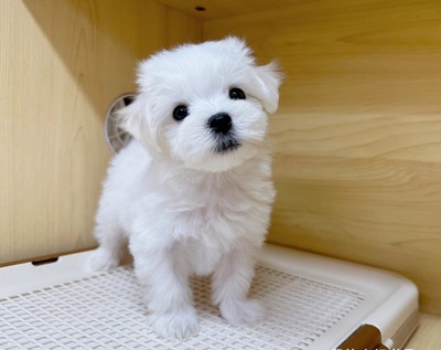 マルチーズご家族決まりました。