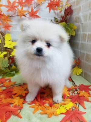 家族が決まりました！