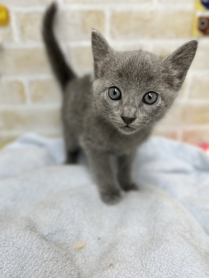 ロシアンブルー