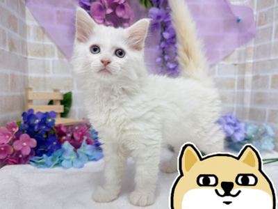 家族が決まりました