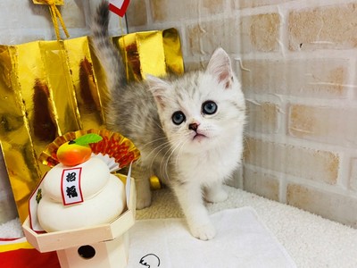 家族が決まりました。