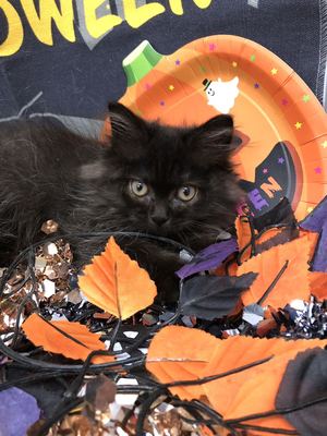 家族が決まりました