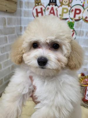 家族決まりました