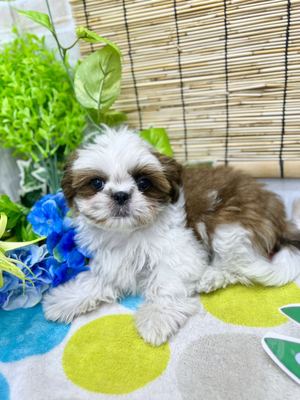 シーズー ご家族決まりました。