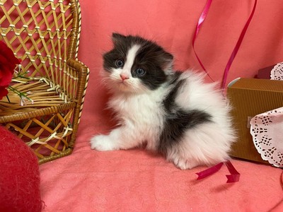 家族が決まりました。