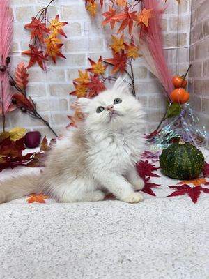 家族決りました!ラガマフィン