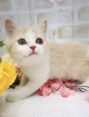 ミヌエット ご家族決まりました。