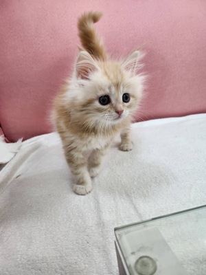 ご家族決まりました。メインクーン