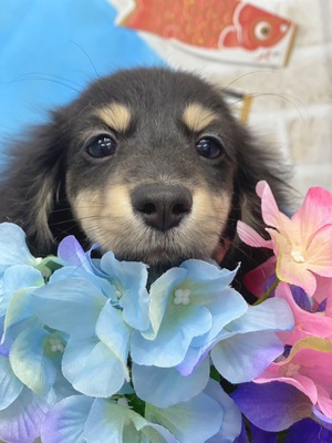 ミニチュアダックスフンド