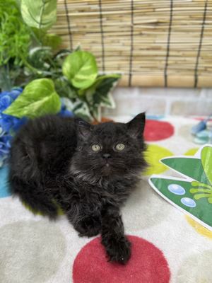 家族決まりました。ラムキン