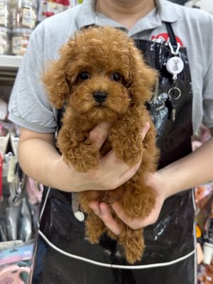 家族が決まりました