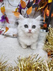 家族が決まりました